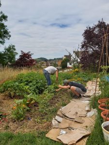 Harvest at the Paganhill Community Group's community garden