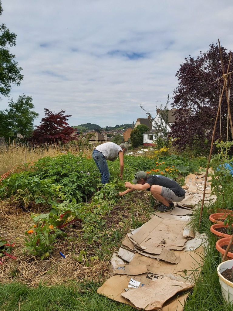 Harvest at the Paganhill Community Group's community garden