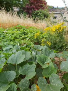 Harvest at the Paganhill Community Group's community garden